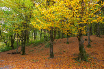 Naklejka premium Scenic autumn landscape of Vadu Crisului on a sunny day, Romania, Europe 