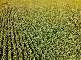 Sunflower field on a summer day, aerial view.