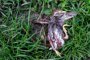 A young bird with wet, matted feathers is seen lifeless on the grass. The little sparrow chick fell out of the nest and died.