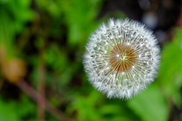 A close-up image of a dandelion seed head against a blurred green background.