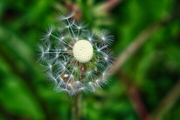 A detailed view of a dandelion seed head with white spikes, captured against a green backdrop.