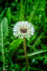 An image of a dandelion seed head, its white spikes beautifully contrasted against a blurred green background.