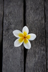 Plumeria, Frangipani flower on wood.  Great yellow, white flowers, in a tropical environment it lies on a wood in Bali