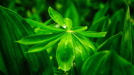 The image features a single water droplet resting on a green leaf. A large drop of water on a sheet of lupine.
