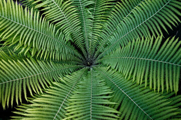 A close-up of a fern plant with symmetrical, feathery leaves.