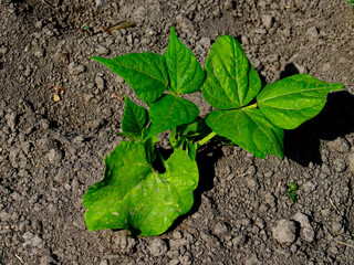 This is a photo of a small green plant with three bright leaves growing in dark brown soil. The plant is centered and appears healthy. Bean stalks grow in the home garden. Homegrown foods.