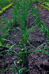 A close-up of a row of green onion plants in a garden.