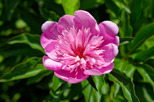 This is a close-up photo of a pink peony flower with a white center and green leaves in the background. The flower is in natural light and the colors are vibrant.