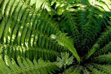 A fern plant with leaves that have a slight gradient from light to dark green.