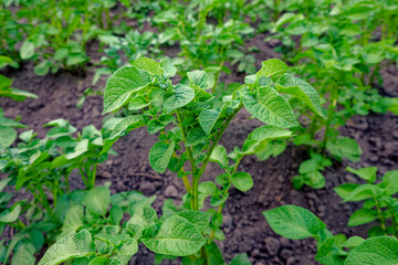 This is a close-up photo of a potato plant in a field. The plant has green leaves and is growing in dark soil. The background is filled with more potato plants.