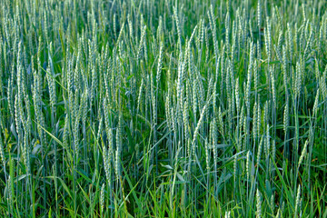 This is a photo of a green wheat field. The wheat plants are tall with long leaves.