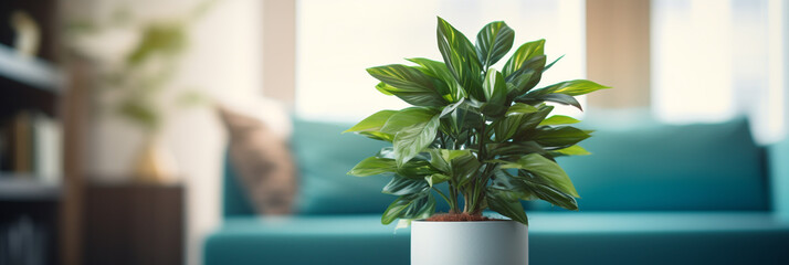 Plant in a pot on blurred living room interior background - obrazy, fototapety, plakaty