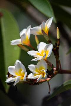 Plumeria, Frangipani flower on tree.  Great yellow, white flowers, in a tropical setting against a green background on Bali in Ubud