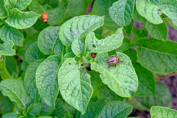 A close-up of a striped beetle on a potato plant. Colorado potato beetle on a potato bush. Insect...