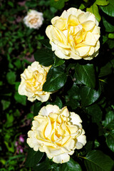This is a photo of three yellow roses in full bloom, surrounded by green leaves in a garden setting.