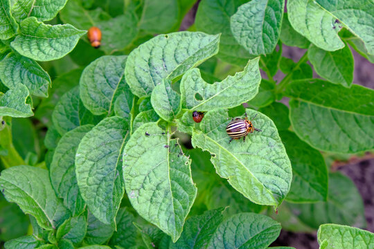 A close-up of a striped beetle on a potato plant. Colorado potato beetle on a potato bush. Insect pest.