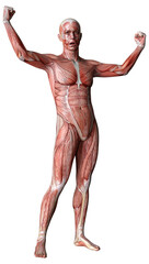 3D Rendering Male Anatomy Figure on White