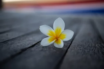 Foto auf Alu-Dibond Plumeria, Frangipani flower on wood.  Great yellow, white flowers, in a tropical environment it lies on a wood in Bali © Jan