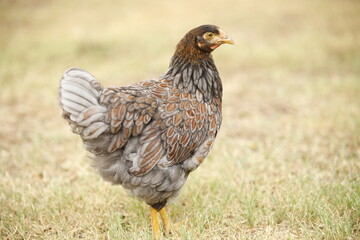 Blue Laced Red Wyandotte Hen