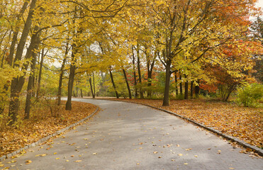 Beautiful Nature Autumn landscape. Scenery view on autumn city park with golden yellow foliage in cloudy day. Walking paths in the city Park strewn with autumn fallen leaves