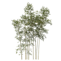 Bamboo, bambu, evergreen, small tree, bush, tree, big tree, light for daylight, easy to use, 3d render, isolated