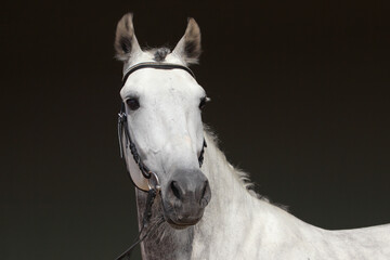 White Beauty Horse Portrait on dark background