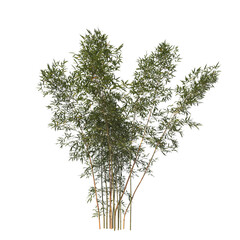 Bamboo, bambu, evergreen, small tree, bush, tree, big tree, light for daylight, easy to use, 3d...