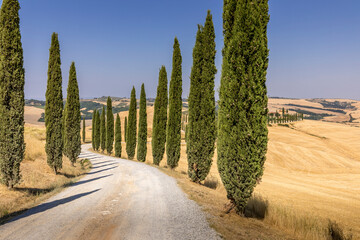 Fototapeta premium Asciano, Italy - July 22, 2023: Tuscan landscape. One of the most famous location with cypresses trees and white gravel road in Tuscany, near Asciano (Siena). Italy