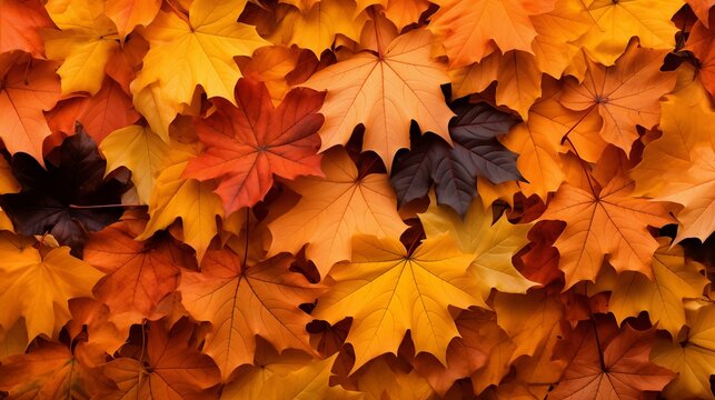 fall leaves background wallpaper texture image