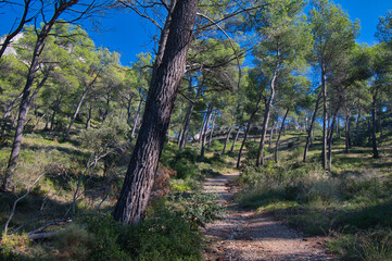 Pinienwälder rund um den lac de Peirouu bei St. Remy de Provence