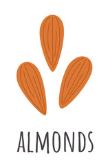 Set of almonds nuts. Cartoon vector flat illustration isolated on white. 