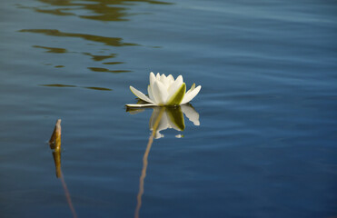 Beautiful white lotus flower and lily round leaves on the water after rain in river close up