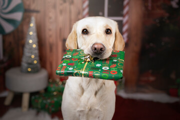 Świąteczny pies z prezentem - obrazy, fototapety, plakaty