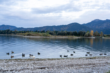 Forggensee
