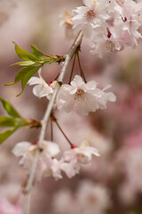 上賀茂神社の斎王桜