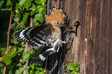 Wiedehopf (Upupa epops)