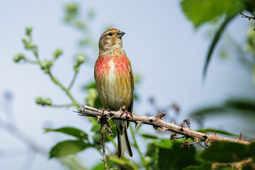 Bluthänfling (Carduelis cannabina) Männchen