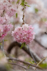 上賀茂神社の斎王桜