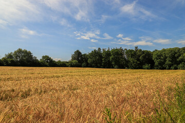 Wheat field and sky