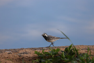 Running wagtail