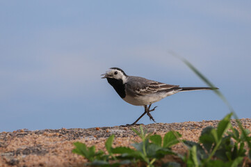 Running wagtail