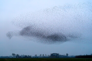 Beautiful large flock of starlings. A flock of starlings birds fly in the Netherlands. Starling...