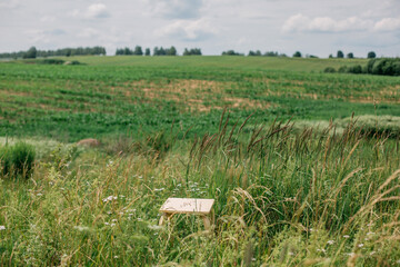 An old white chair stands in a field in summer