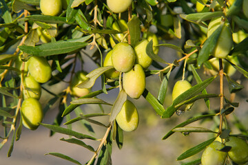 Olivenzeit in der Provence
