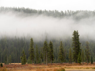 Forest fog in Idaho’s wilderness