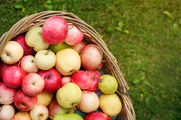 Wicker basket with apple harvest