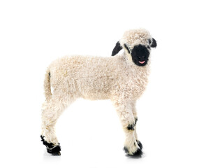 lamb Valais Blacknose in studio