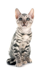 bengal kitten in studio