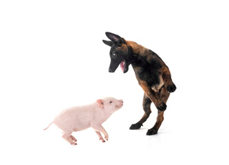 Naklejka premium miniature pig and puppy malinois