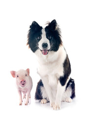 miniature pig and dog in studio